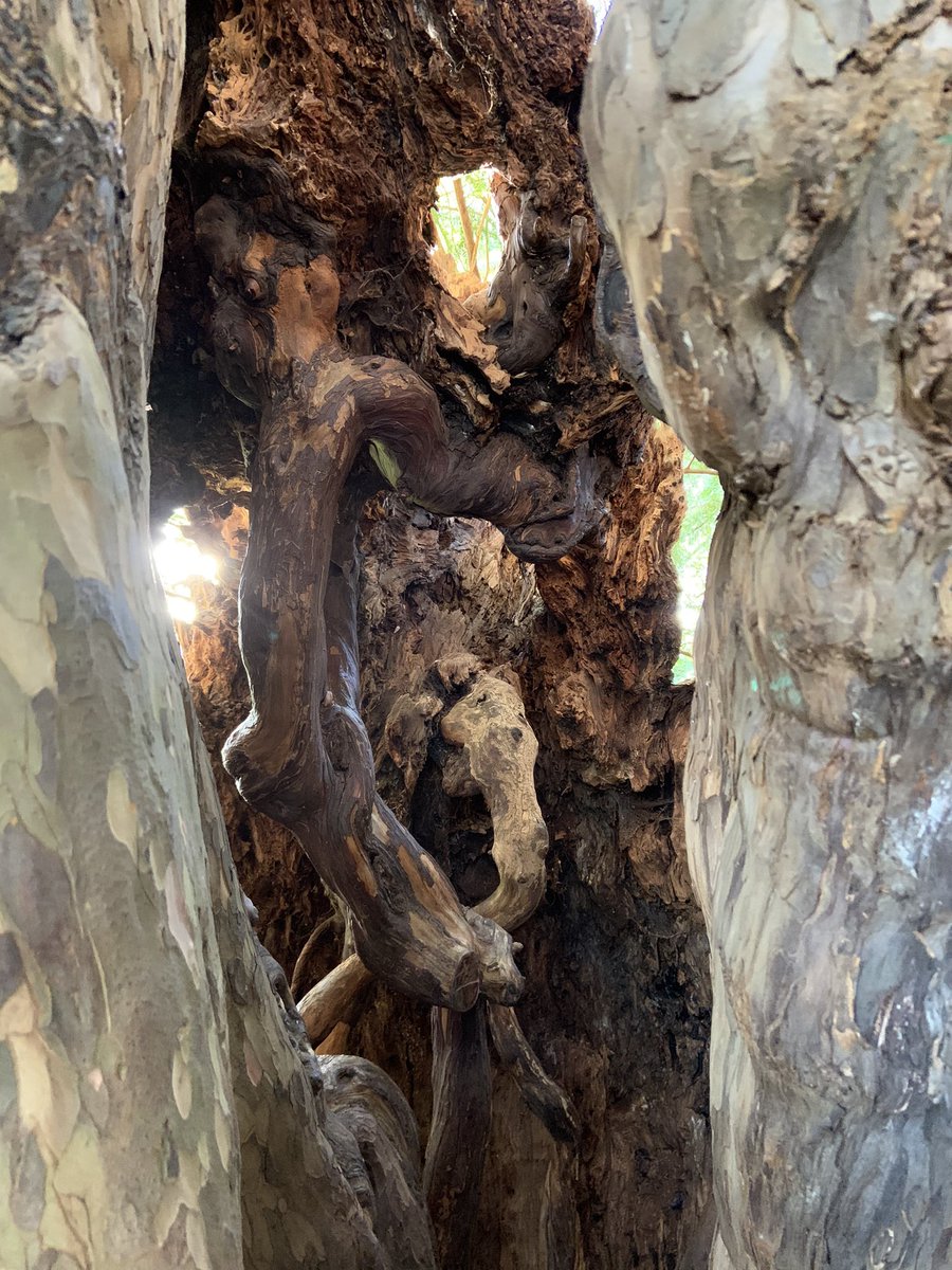 DrRadhaModgil's tweet photo. your foundations
#DontForgetTo look forward, remain hopeful and never give up .. you never know what blessings come from difficult times
@nationaltrust #ankerwykeyew https://t.co/Kt6KiblF4U