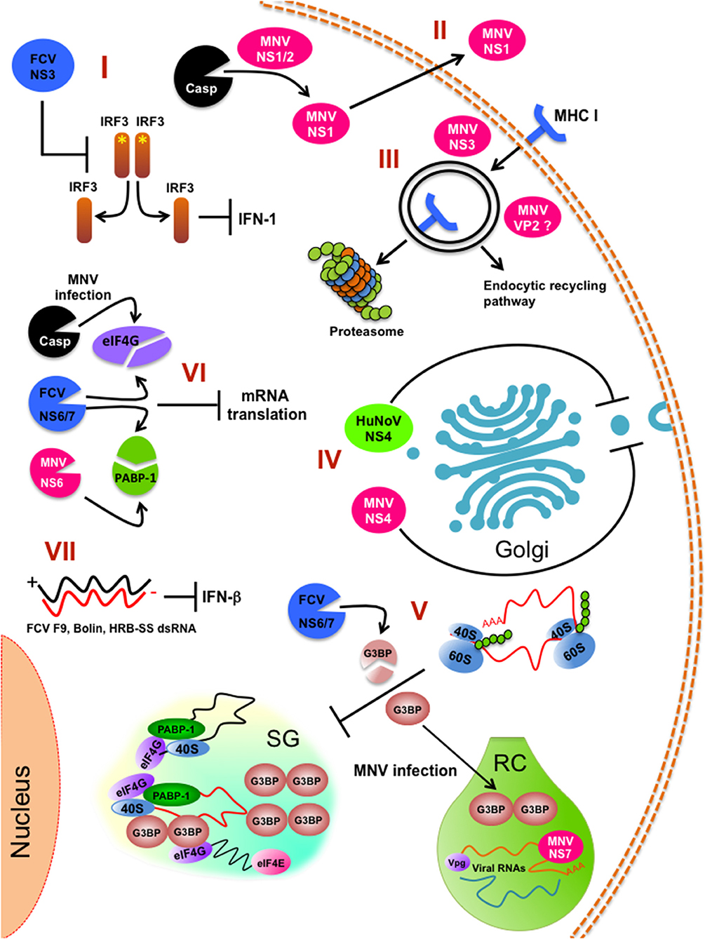 Frontiers in Immunology on Twitter Frontiers in Immunology on Twitter