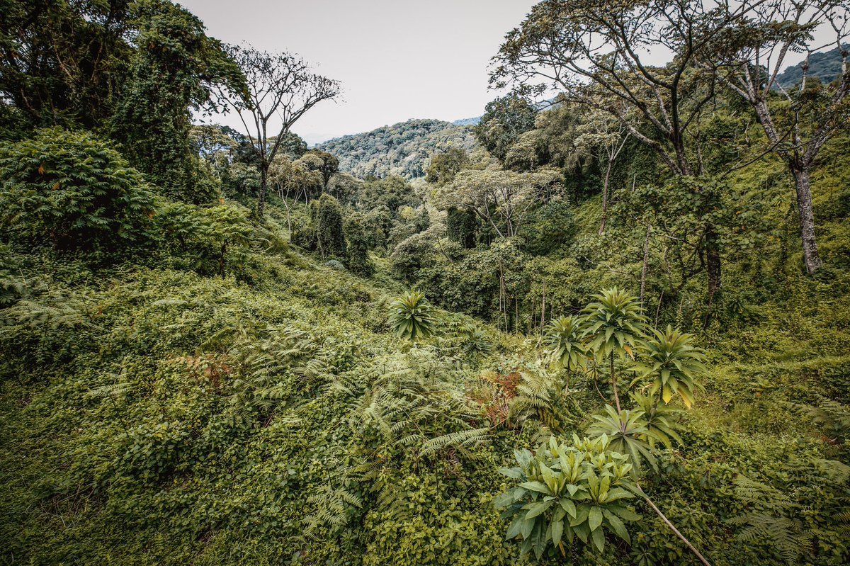 franckax's tweet photo. My beautiful #Rwanda π·πΌ
Photographer: @franckax
____________________________
#axshoot #RwOT #VisitRwanda @RDBrwanda @visitrwanda_now #rwanda https://t.co/y4O8vupjDV