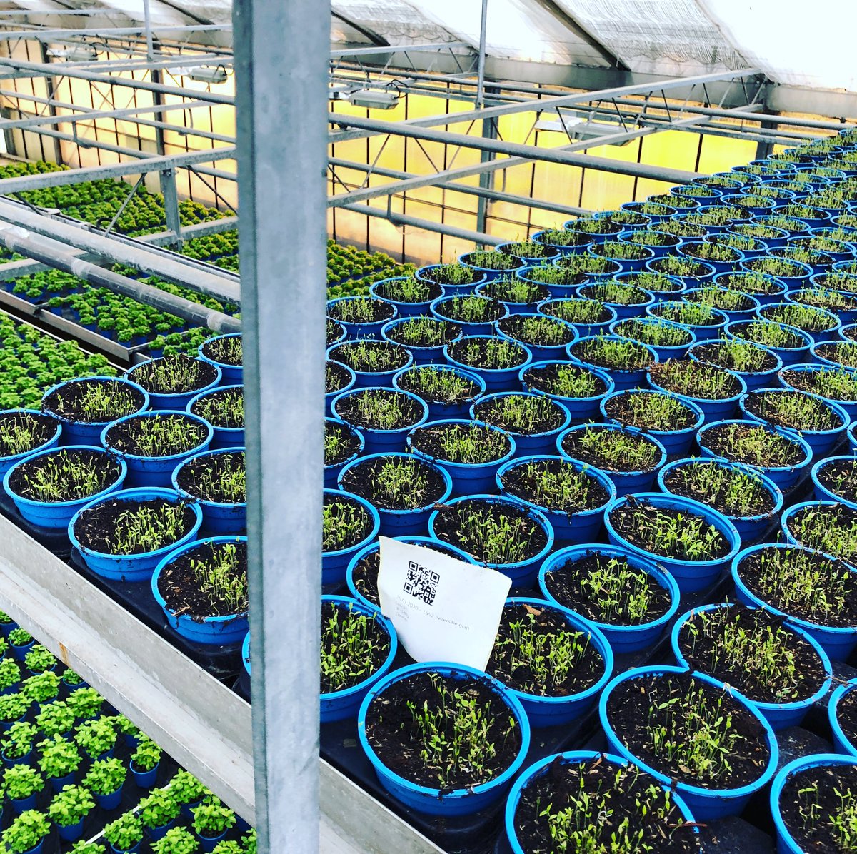 Da geht es hoch hinaus. #bio #petersilie keimen bei #gruengut bio eine Etage über den verkaufsfertigen #basilikum