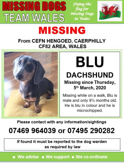 rosiedoc666's tweet photo. ‼️💥URGENT, BLU WAS SEEN GETTING HIT BY A CAR💥‼️
Last seen 19.40 on Gelligaer road, #CefnHengoed
Blu slipped harness on a walk
#MISSING FROM CEFN HENGOED, #CAERPHILLY, #CF82 WALES 5/3/20
PUPPY Pls lookout for him
https://t.co/4Eyq5llaWI
@CefnHengoedFC @CefnHengoed @mazzy1412 https://t.co/3M4RhB3eFc