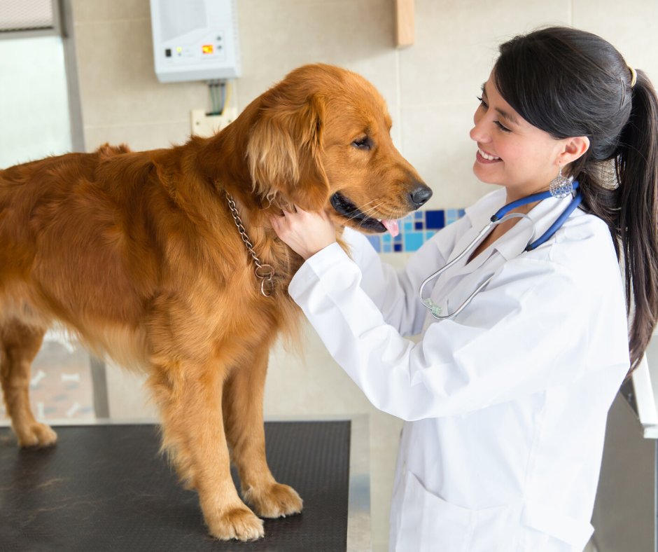 pkasofttouch's tweet photo. The device delivers the drug between the epidermis &amp; dermis, allowing a painless injection anywhere there is skin on an animal or human. This exceptional feature has been proven in two clinical trials; University of Guelph on dogs &amp; St. Joseph Hospital in Toronto on humans. https://t.co/EzbMylfo2n