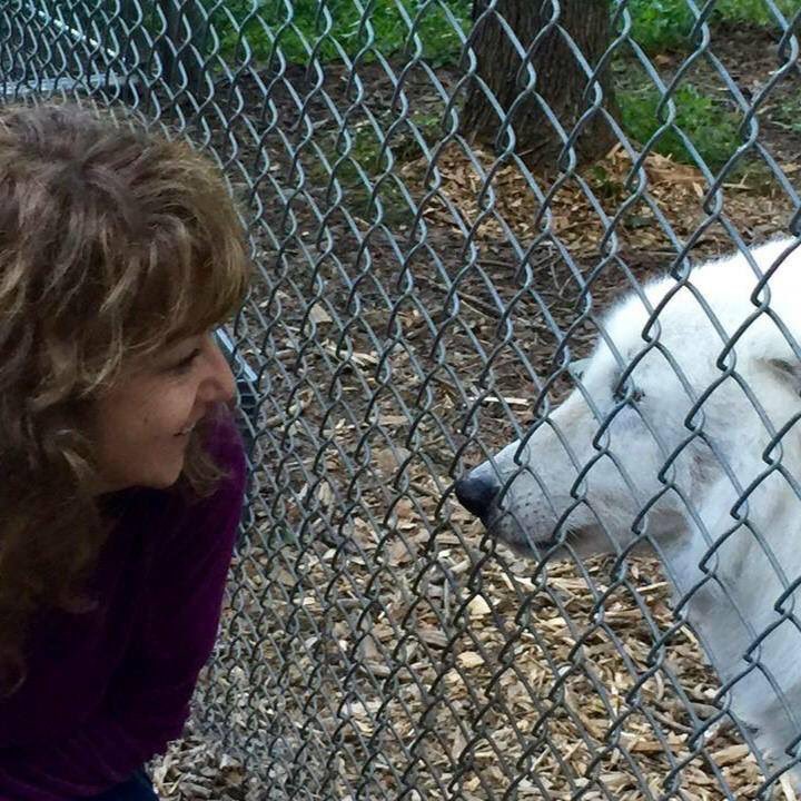 TxStarCat's tweet photo. One magical day I met the most amazing wolf, Ambassador Atka. It was love at first howl. I love you Atka and I told him so ♥️🐺 🕊@nywolforg #iloveAtka #Atka #sleepingwithwolves #wolfconservationcenter #rewildyourheart #savewolves #memories #wolf https://t.co/kzxpAtKNzP