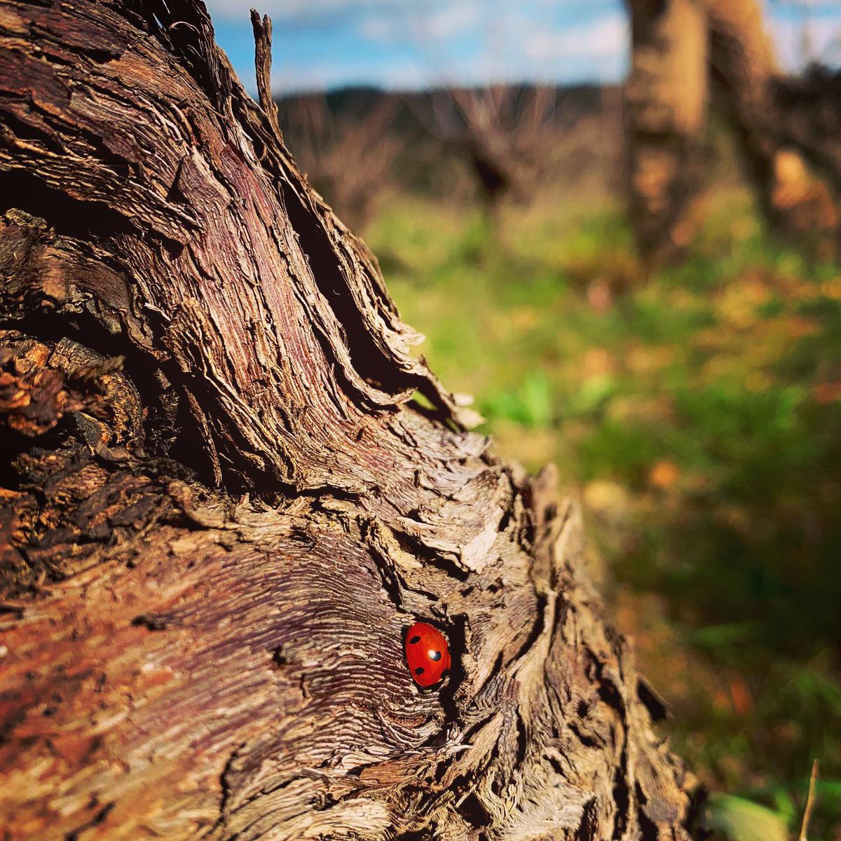 VMeteore's tweet photo. En attendant le printemps... 🐞😴 #coccinelle #ladybug #aidealavigne #vineworker #bio #organic #organicvineyard #schistes #faugeres #saintchinian #languedocwines #domainedumeteore☄️ https://t.co/u6iQN7Xh91