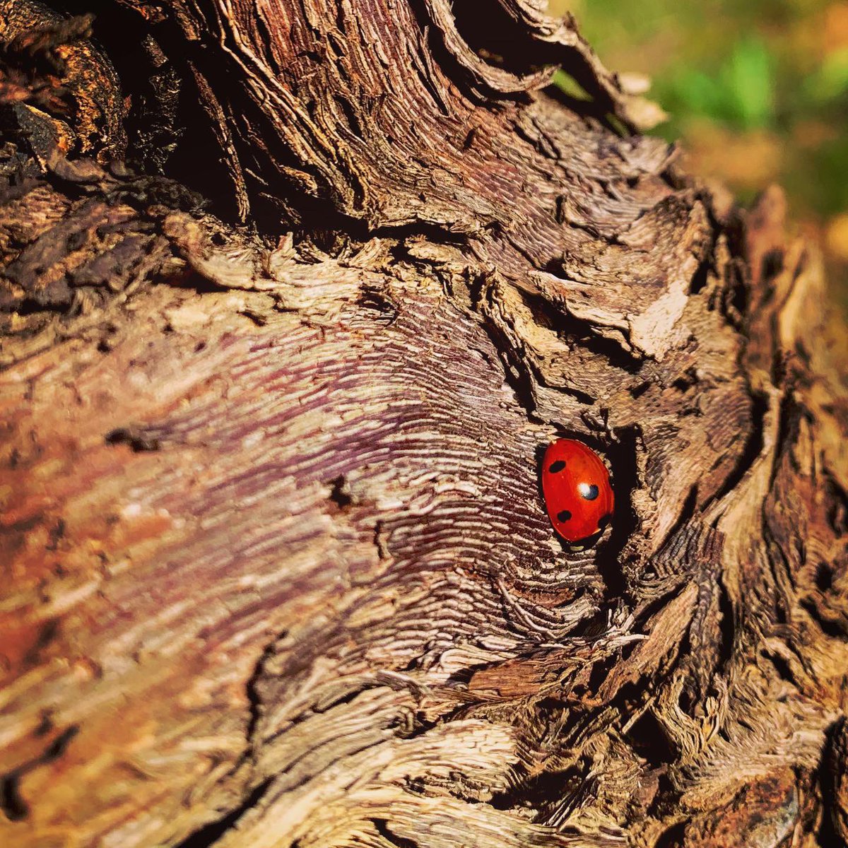 VMeteore's tweet photo. En attendant le printemps... 🐞😴 #coccinelle #ladybug #aidealavigne #vineworker #bio #organic #organicvineyard #schistes #faugeres #saintchinian #languedocwines #domainedumeteore☄️ https://t.co/u6iQN7Xh91