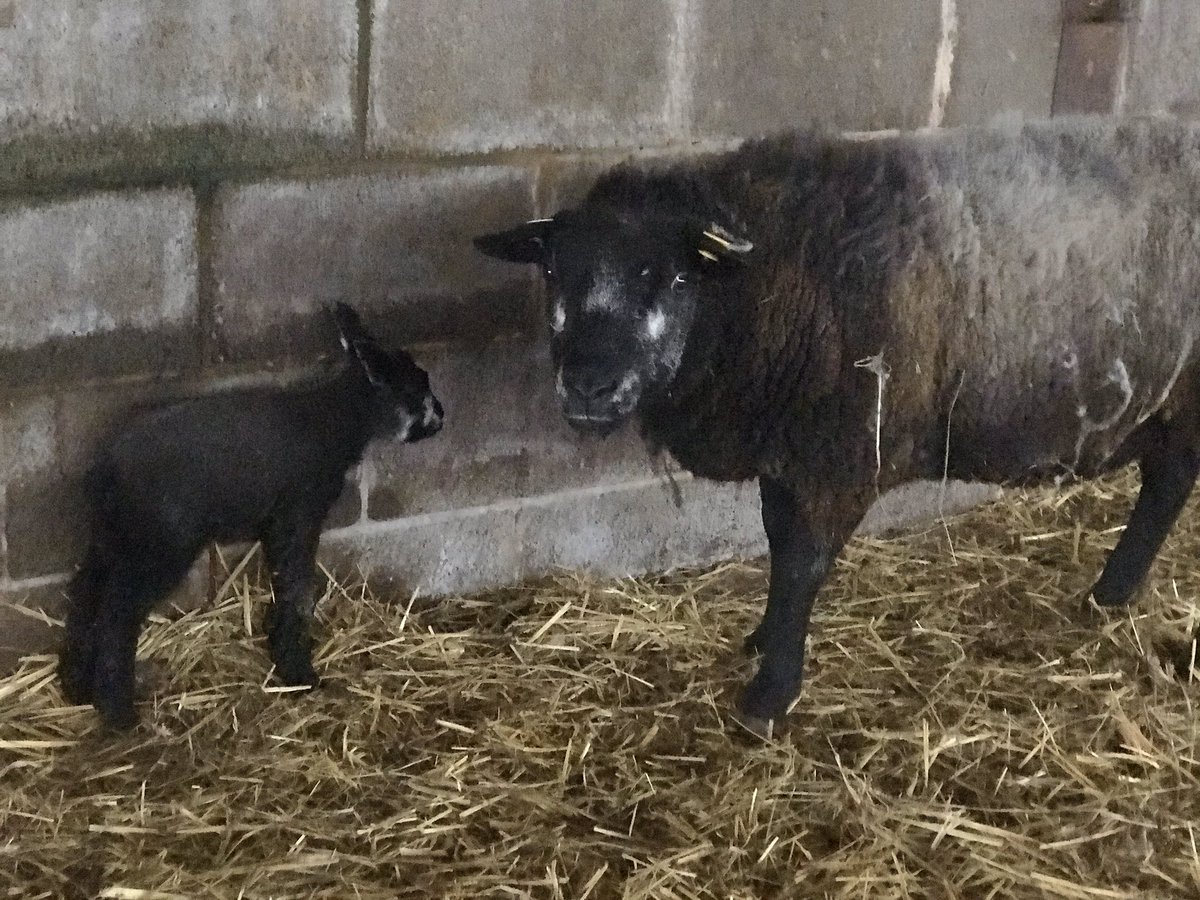Hello ewe 😍 #Lambing2020 has commenced #bluefacetexel #itsagirl