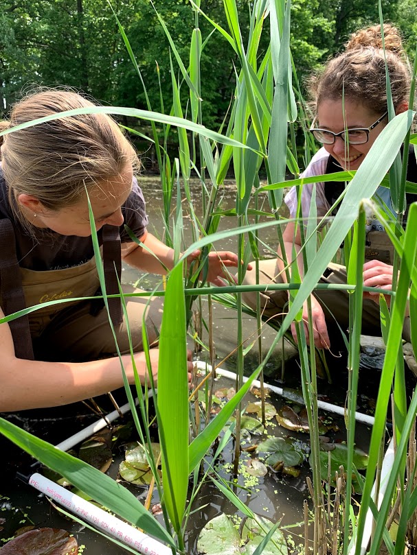 Spring is right around the corner and that means #Phragmites management planning! Interested in effective management guidance? Attend a #PAMF training session in Door County, WI or Sault Ste. Marie, ON! Additional trainings coming soon. Register here greatlakesphragmites.net/pamf/join/