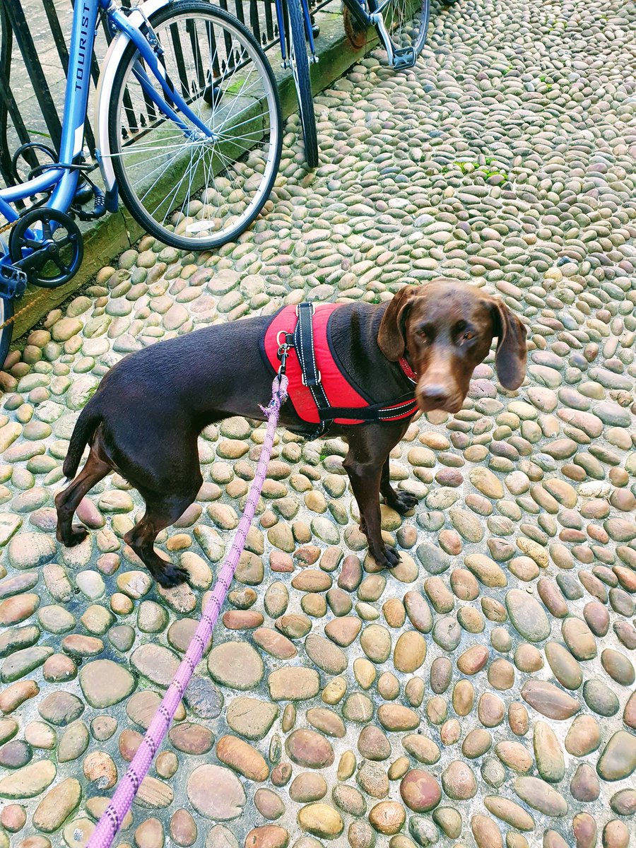 LyraPercy's tweet photo. Three Oxford icons in one photo. Student bikes, cobblestones and me. #dogsofacamedia #dogsofoxford #LyraatLent https://t.co/oEtcmgHEDI
