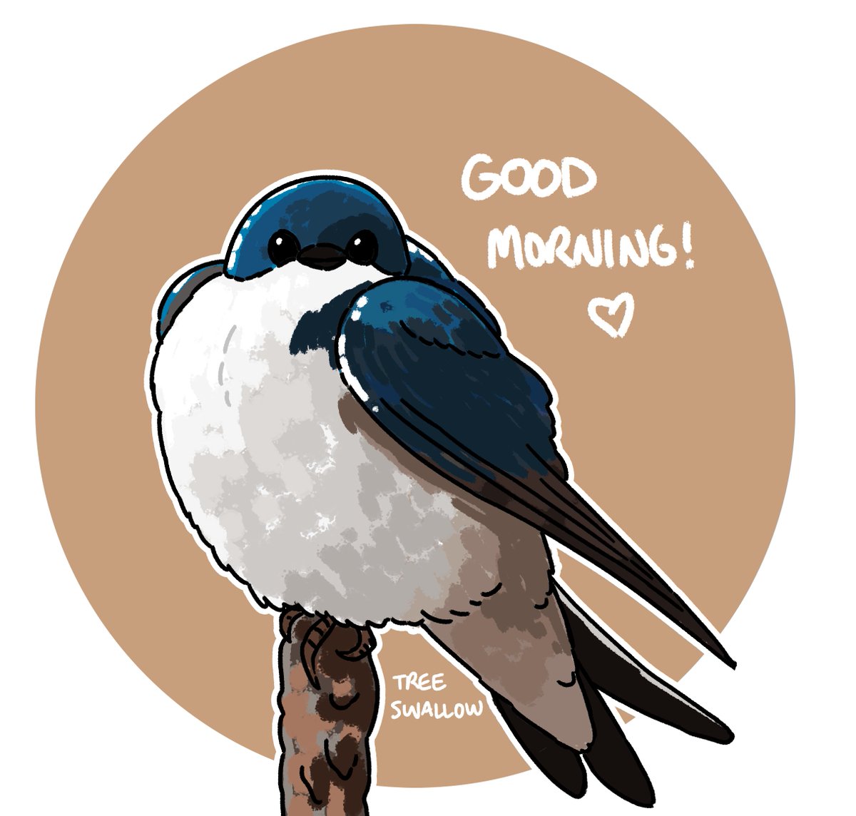 Morning!! Here's a tree swallow ^_^ #bird #treeswallow