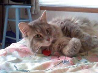 shepherdh1's tweet photo. This sweet girl passed the morning of March 4th in my arms. I miss her more than words can say. RIP my Cutie pie. Mommy loves you so much.❤ https://t.co/9NwB6DuvCw