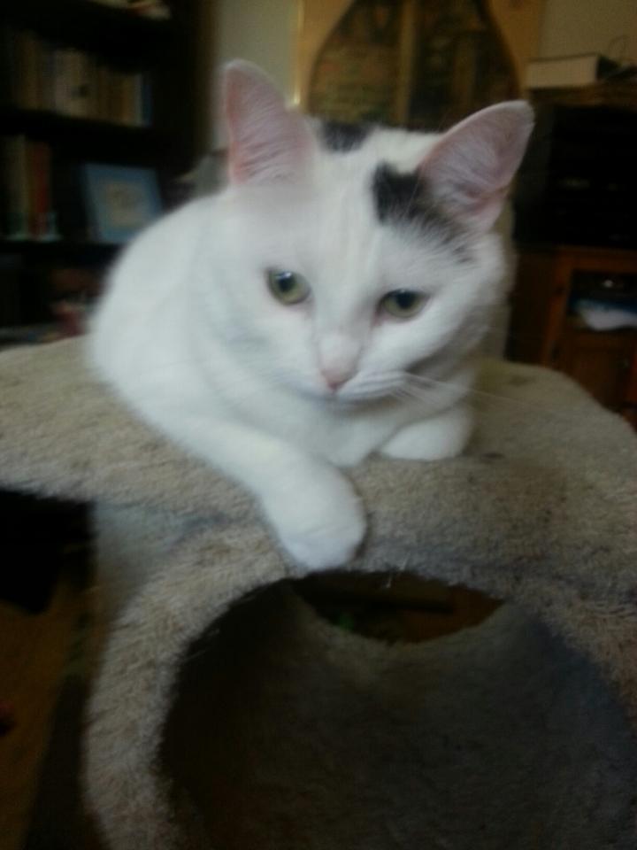 MysteryCatSleep's tweet photo. @BooBunty #RIPBunty πΏπΏπΏ
We sends her #TransitionSleep n you #HealingSleep... https://t.co/wvgDQ7FVee
