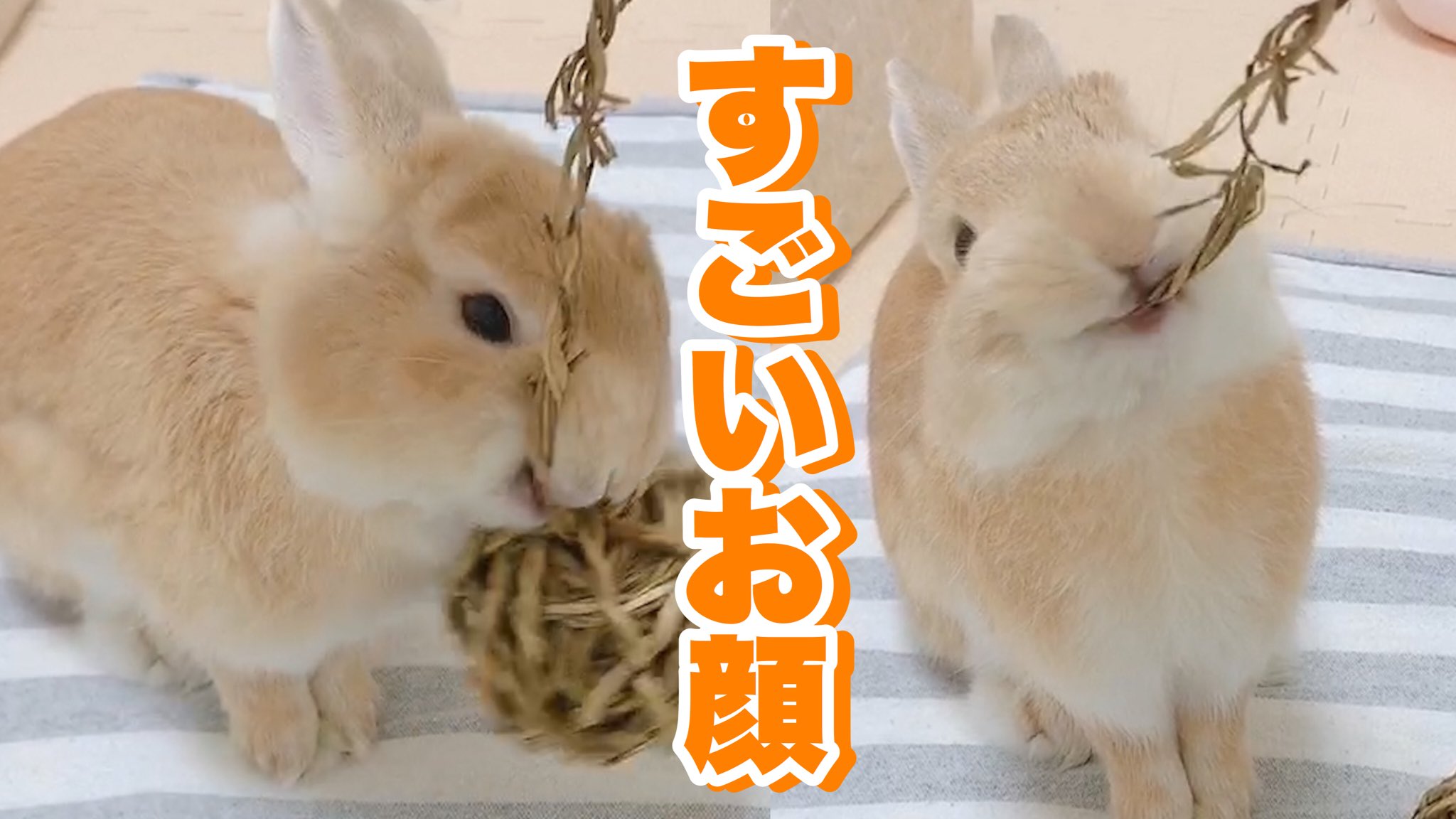 もこ 凄いお顔になってまで 飼い主と本気のチモシーボール遊びに白熱のうさぎ もこの日常公開しました 今日の夕方の部屋んぽで もこと本気になって遊びました T Co R2prk7i6sj T Co Nznqahpbkb Twitter