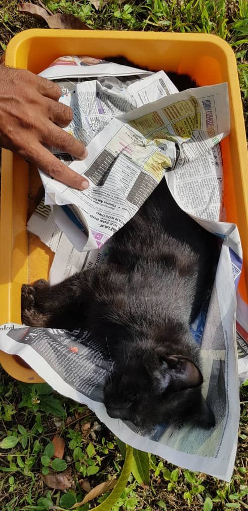 fazrinafahmi's tweet photo. Someone mixed a rat 🐀 poison with some food 🥘 & placed them by the roadside in my neighbourhood.
This morning, alongside some dead rats, a neighbour found dead cats 🐈 too 😢
Can anyone be so dumb to think that those food will only be eaten by rats?
#CatsKiller
#Cats https://t.co/AQGujLIho4