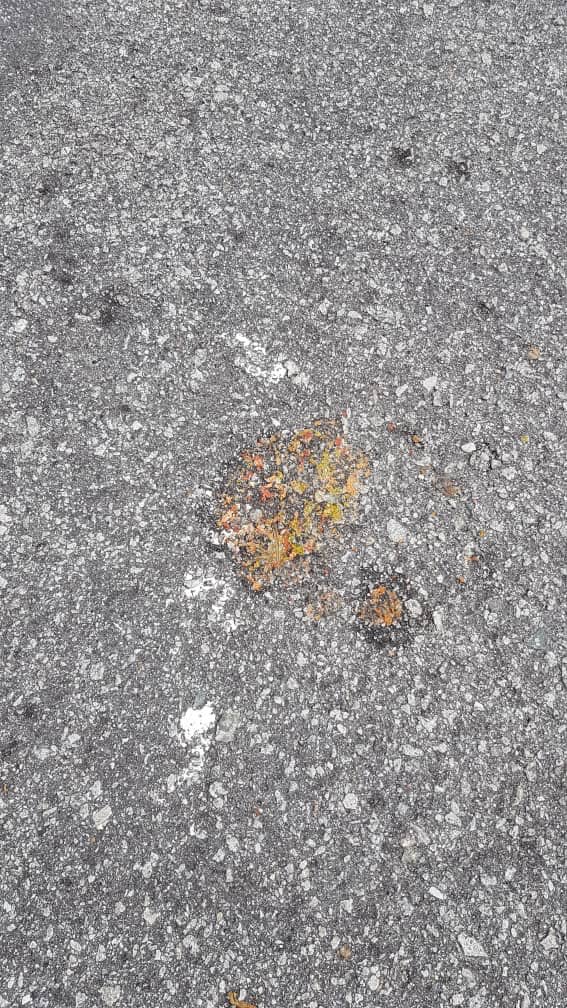 fazrinafahmi's tweet photo. Someone mixed a rat 🐀 poison with some food 🥘 & placed them by the roadside in my neighbourhood.
This morning, alongside some dead rats, a neighbour found dead cats 🐈 too 😢
Can anyone be so dumb to think that those food will only be eaten by rats?
#CatsKiller
#Cats https://t.co/AQGujLIho4