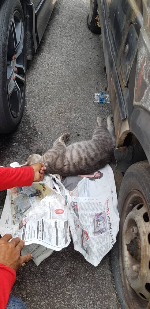 fazrinafahmi's tweet photo. Someone mixed a rat 🐀 poison with some food 🥘 & placed them by the roadside in my neighbourhood.
This morning, alongside some dead rats, a neighbour found dead cats 🐈 too 😢
Can anyone be so dumb to think that those food will only be eaten by rats?
#CatsKiller
#Cats https://t.co/AQGujLIho4