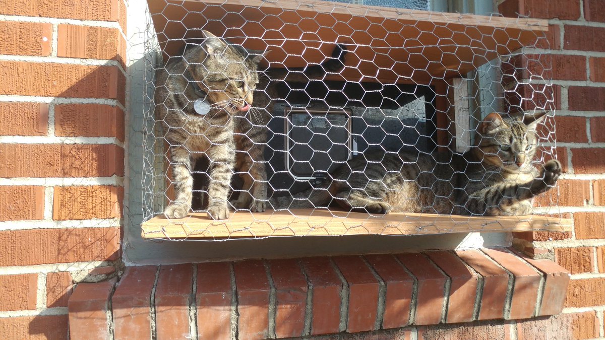 CardinalVampire's tweet photo. With spring migration underway, it's a good time to think about how your #cats impact #wildlife. If you want your cats to get outdoor stimulation, consider a #Catio! They get to enjoy the #birds, and the birds get to enjoy them! Our 4 love it, there is always a queue. ����💜🐦 https://t.co/Ckb3SUK9jR
