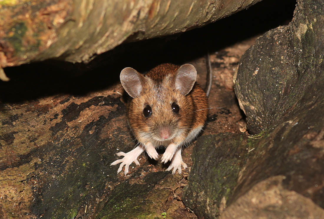 Rob MacDonald tweet media