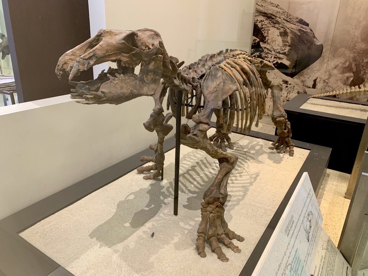 AMNH's tweet photo. Meet Palaeoparadoxia tabatai, known as the “ancient puzzle” for the paradoxical traits of its skeleton, which make it hard to interpret how it lived. It may have been primarily aquatic, but it may have also used its “pigeon-toed” feet to move on land, like sea lions #FossilFriday https://t.co/h791XGtXIF