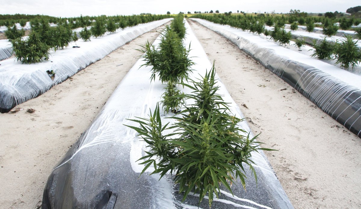 FloridaEDC's tweet photo. #FloridaHemp: Commercial growing around the corner. https://t.co/1fIhbQ5r9X #FloridaAg https://t.co/dTHOfCaBnN