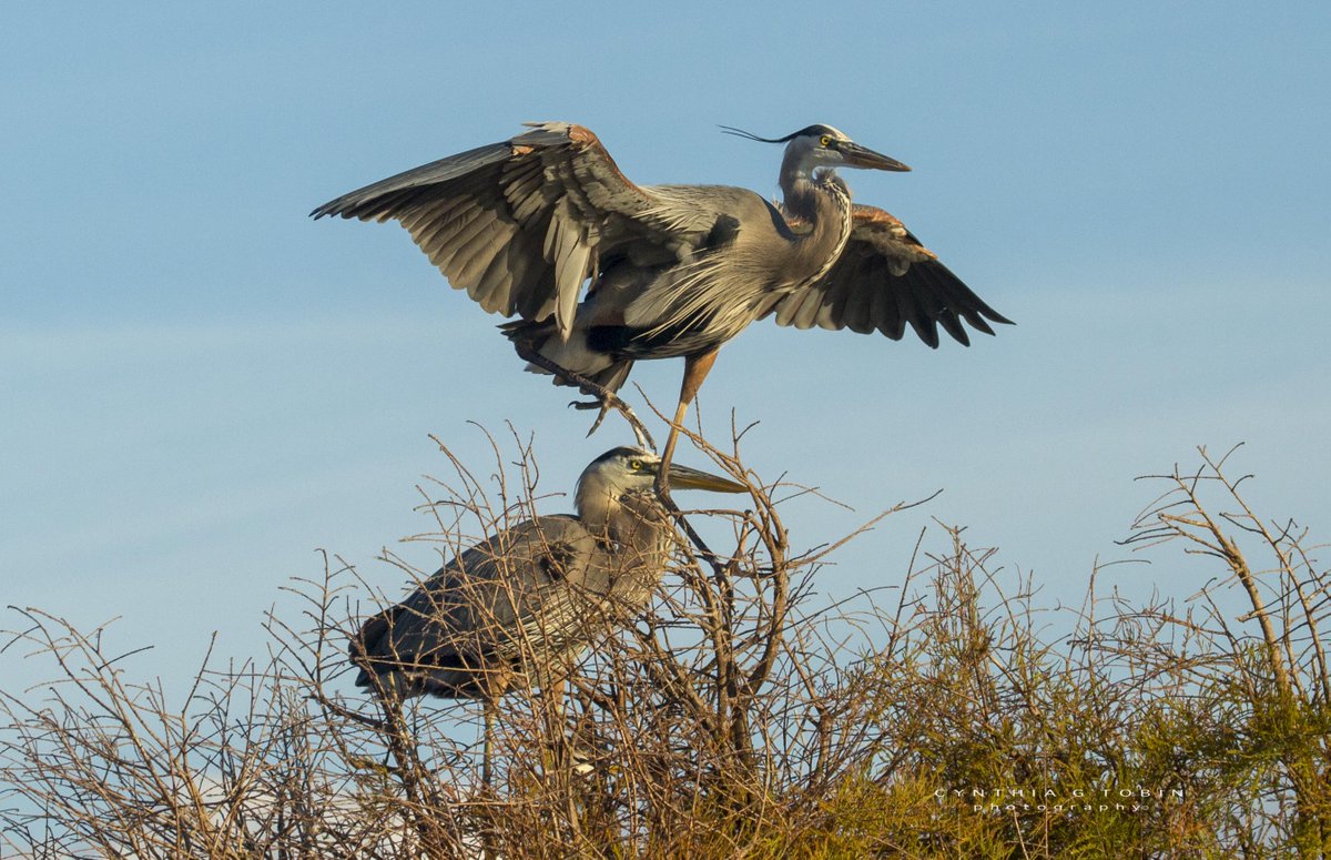 I'll look out for you Baby! Great blue herons..
#birds #herons #outdoors #wildlife #floridawildlife #birds_of_ig #heronsofinstagram #birshot #nfnl #bird_freaks #fieldandstream #waterbirds #audobonsociety #natgeoyourshot