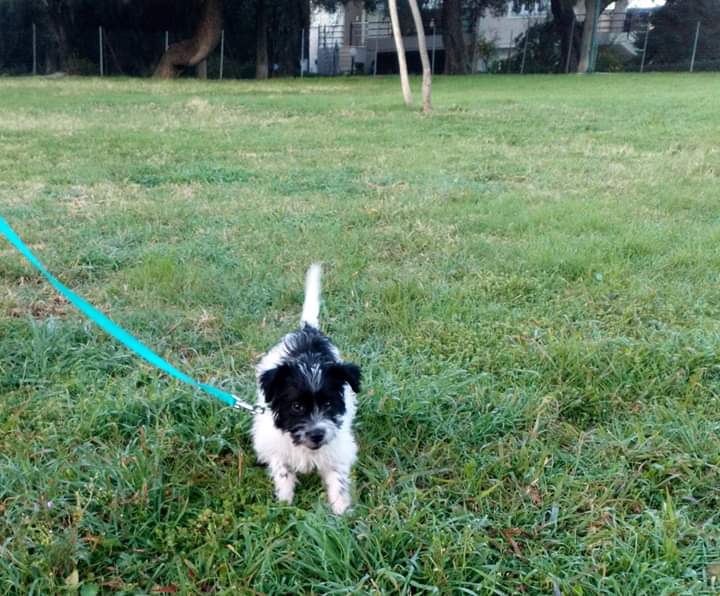 elinampounia's tweet photo. Oreo ❤️ Το τραγανό μπισκοτάκι, μόλις 4 κιλά, περίπου 3 μηνών. Βρέθηκε στην Εγλυκάδα, φιλοξενείται προσωρινά και αναζητάμε οικογένεια που θα τον φροντίζει για όσο ζήσει. Θα αντισταθείτε σε τόση γλύκα? Δυνατότητα μεταφοράς στην Αθήνα. Παρακαλώ DM. https://t.co/4vsOZcgxIm