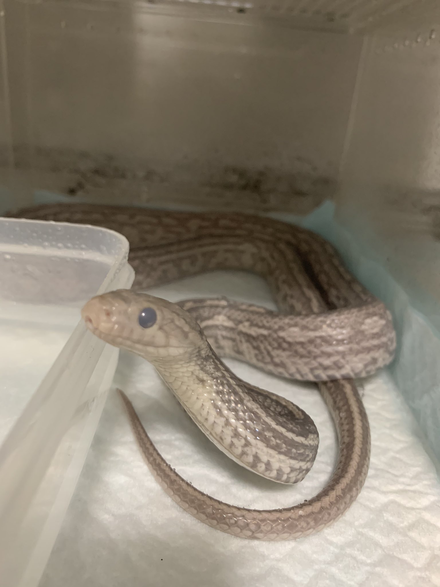 デクの坊 脱皮前のコーンスネークラベンダーテッセラ 目の色の変化でしか脱皮前ということが判別できない コーンスネーク 爬虫類好きと繋がりたい ラベンダー テッセラ T Co Cnzfrduxr5 Twitter