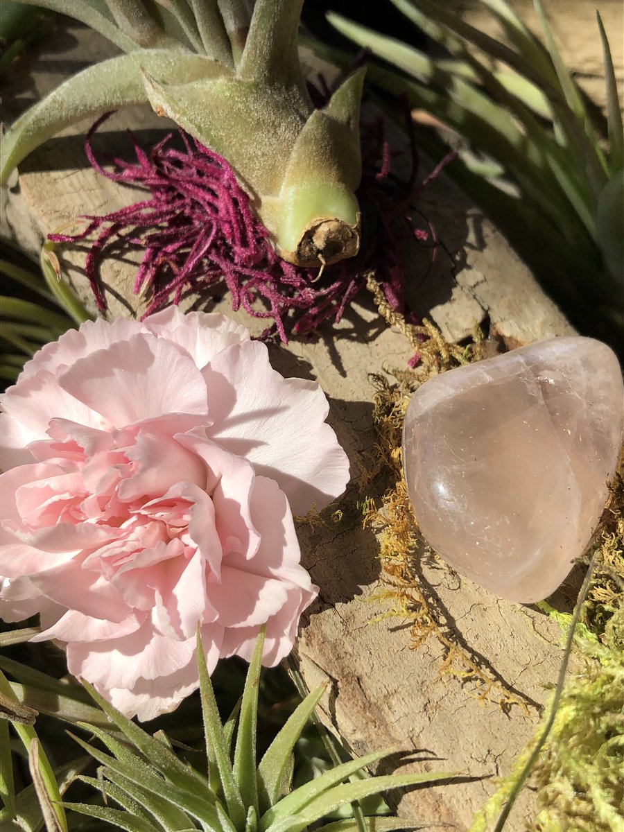 Rose Quartz driftwood. 🌷Rose Quartz is a powerful healing stone. It has been said to improve circulation, boost neuron connectivity, and even accelerate healing. #driftwood #airplants #quartz #healing  #gifts #homedecor #goodvibes #connecticut