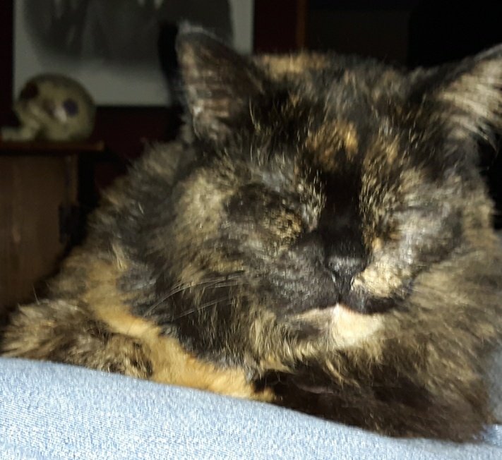 BeardsAndInk's tweet photo. @kelsotheartist This is Butt's, "I don't wanna talk now" face, but she will carry on whole conversations with me. #CatsOfTwitter #ButtsIsABoss https://t.co/xf3ErnXIcP