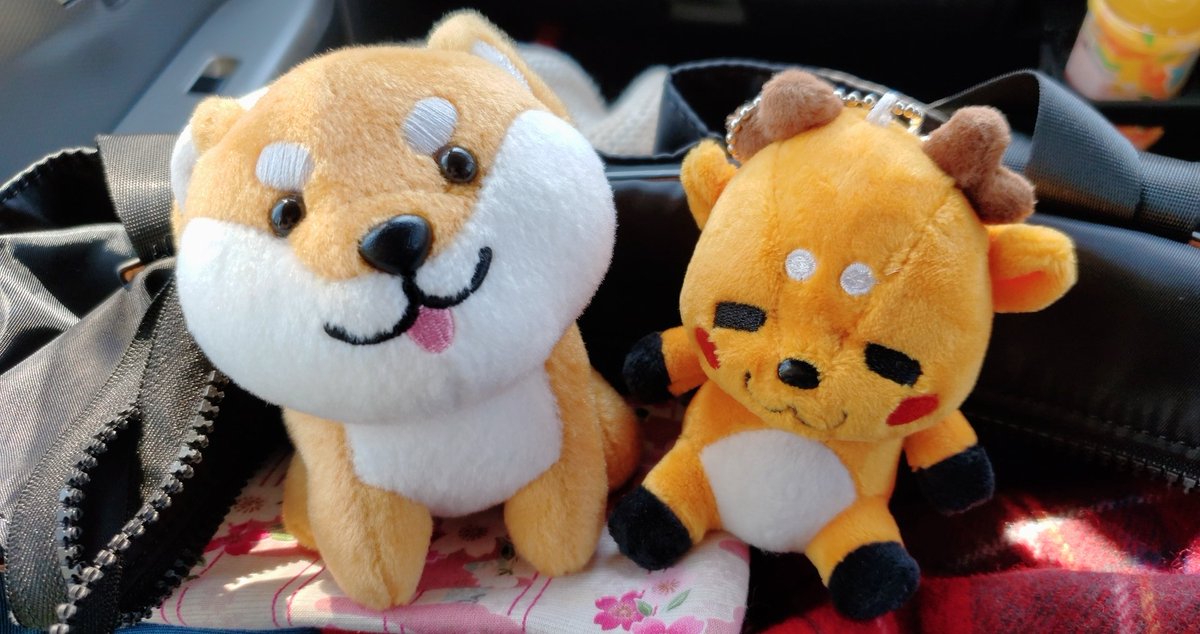 love_roxas_rin's tweet photo. こっちの犬の方のぬいぐるみが紛失してましいましたー😭
福岡天神から中洲にかけて、見かけた方はDMをよろしくお願いいたします😭！！
家族とのお揃いで大事なものなんですよ😭 https://t.co/1xUMqGEfkC