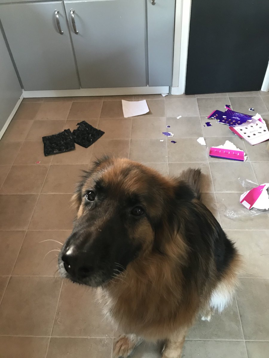 nicolagilroy1's tweet photo. Got home to find the dog has taken a sealed box of ⁦@CadburyUK⁩’s Milk Tray off the side, opened it &amp; devoured the contents. #prayforRex https://t.co/OTaqticxUQ
