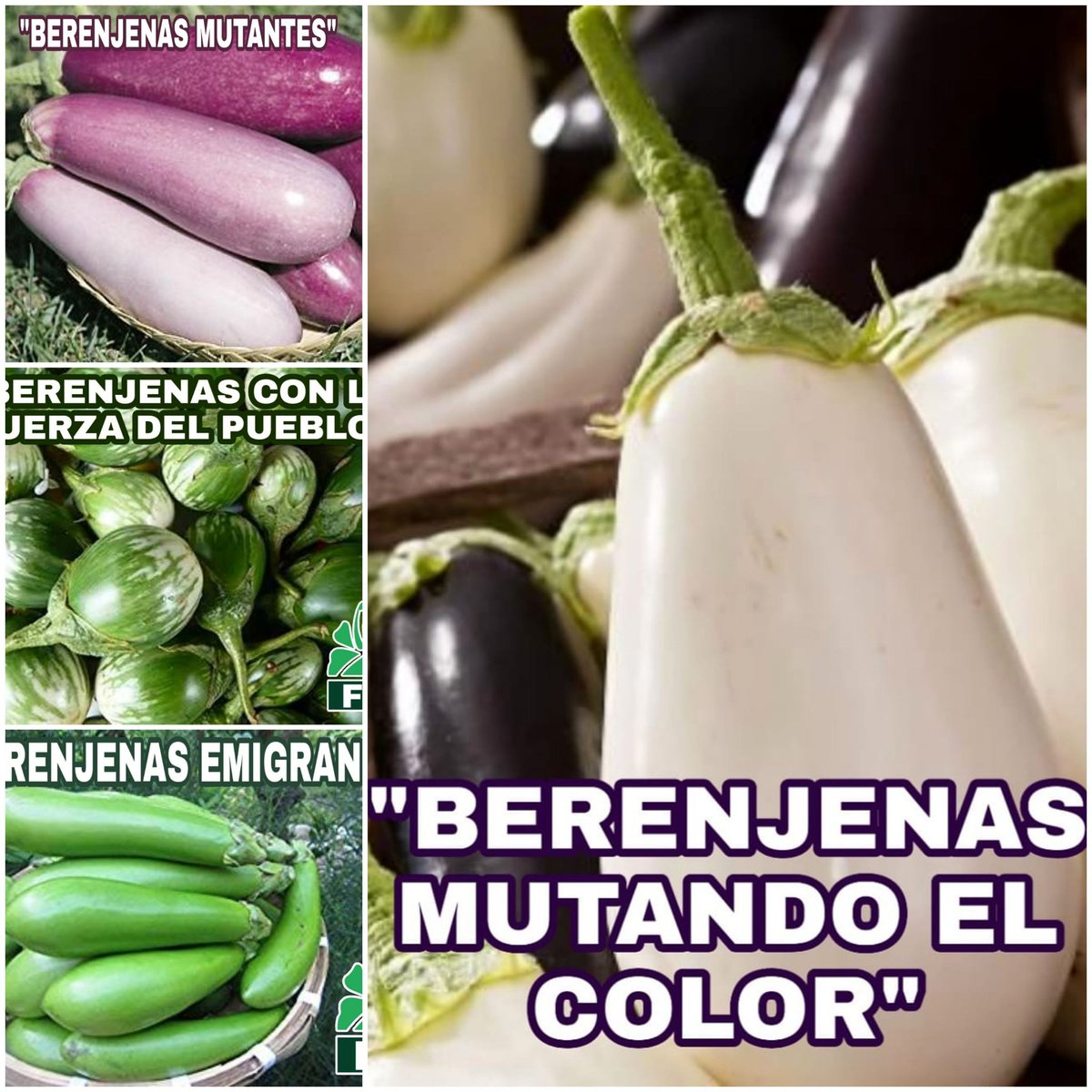 frcaamano's tweet image. #SeVanOSeVan