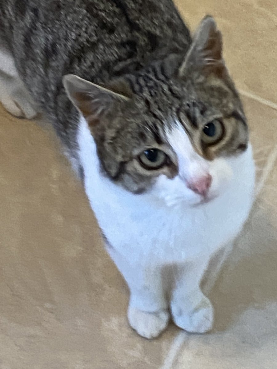 v_a_l_evans's tweet photo. Feral Beryl in Ireland being very insistent she has not been fed EVER #CatsOfTwitter #Hungry #NeverBeenFed https://t.co/fGu0xDIiXt