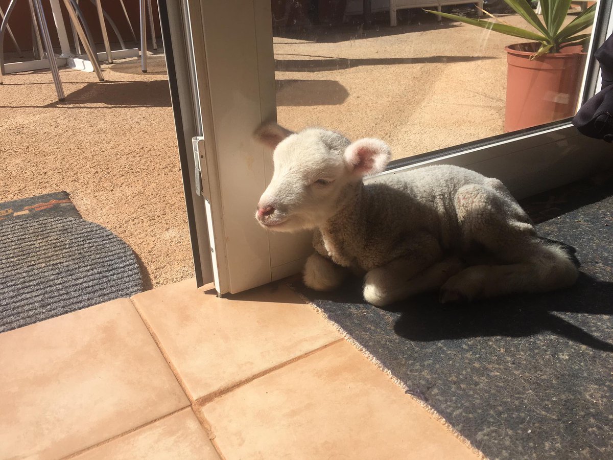 🐑