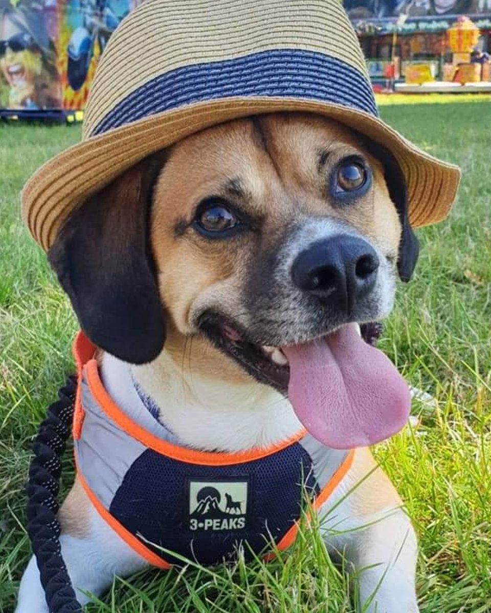dogboxjosh's tweet photo. @Crufts @Channel4 My best friend Rex relaxing in the sun at the park 😁🐶☀️🐾 https://t.co/ZmuIOpzTvq