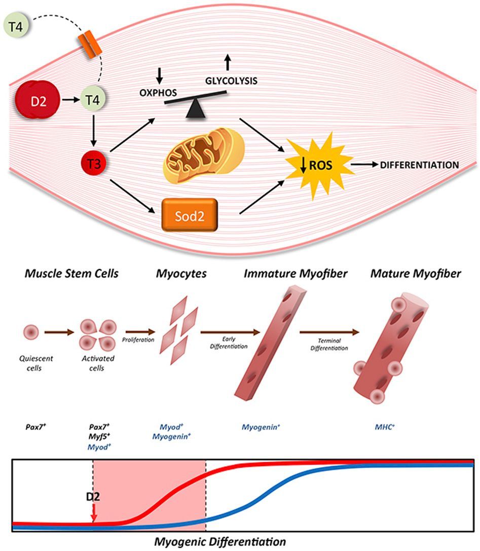 thyragestudy's tweet photo. Intracellular increase of thyroid hormone via deiodinase type 2 induces muscle stem cell differentiation via mitochondrial glycolysis @elsbiomedchem https://t.co/L8lNCTm4Yy #thyroid #dio2 #muscle #sarcopenia #metabolism #redox #THYRAGE https://t.co/9BbnSinnaD