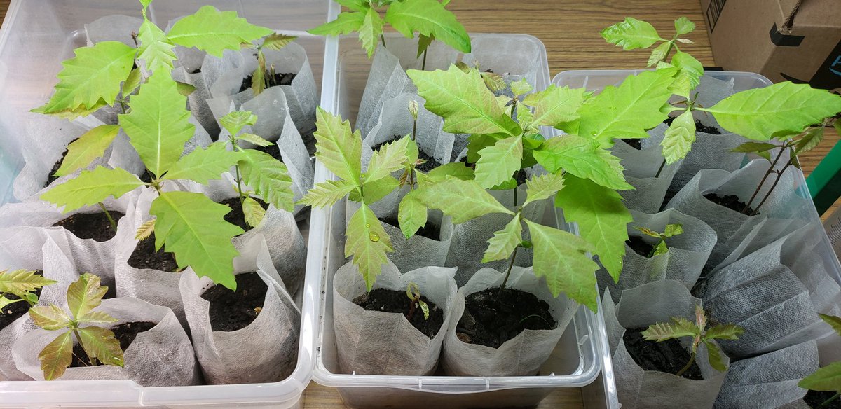 ClevGifted's tweet photo. Our Oak trees are growing nicely for the county N.U.T.S. program. @CuyahogaCounty @CHUHSchools @CHUHFairfax https://t.co/NK1F5n1Chn