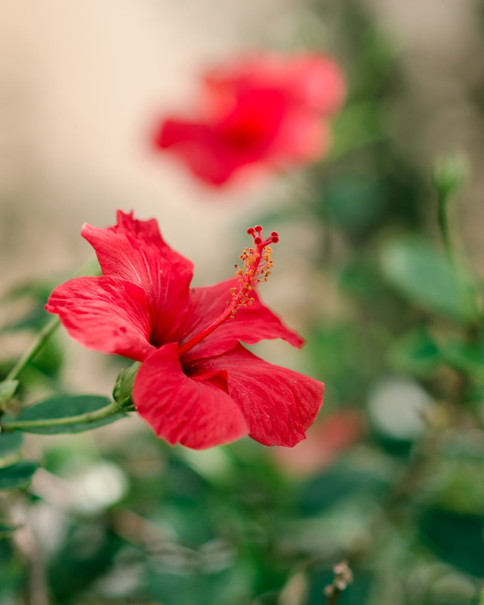 21stLiving's tweet photo. Canary Islands - The Islands of Everlasting Spring. Here you can find many beautiful flowers and plants: Hibiscus, or Rosemallows, has big colourful flowers.
Get in Touch now 📩 https://t.co/xPs9dBcCo9
#propertymanagementfuerteventura  #fuerteventurapropertymanagement https://t.co/c6ZW5LHW7c