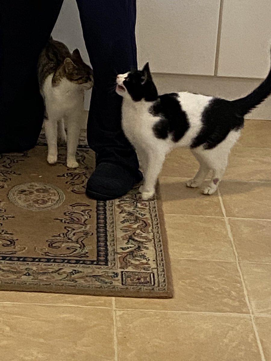 v_a_l_evans's tweet photo. Beryl the feral (left) and her older kitten (right) again explaining they have #NeverBeenFed and are #Hungry #CatsOfTwitter https://t.co/JfDjJdZRvQ
