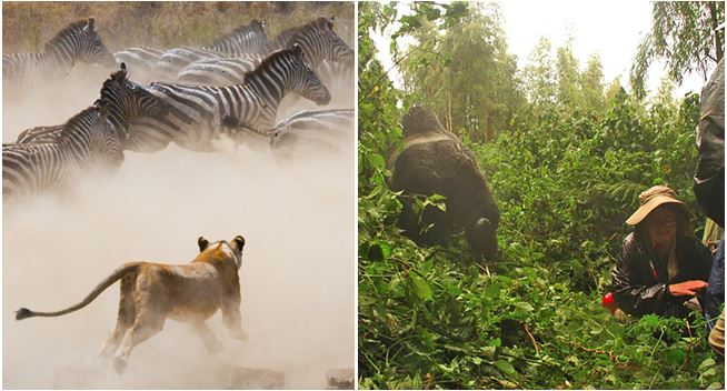 AlexAndRoberts's tweet image. The Serengeti + Gorillas of Rwanda: Our 2020 Vice President's Safari. Hosted by A+R Vice President Scott Avera and his wife Diane. Complete with all daily game drives, a guided Gorilla Trek, and luxury lodging! alexanderroberts.com/destination/af…