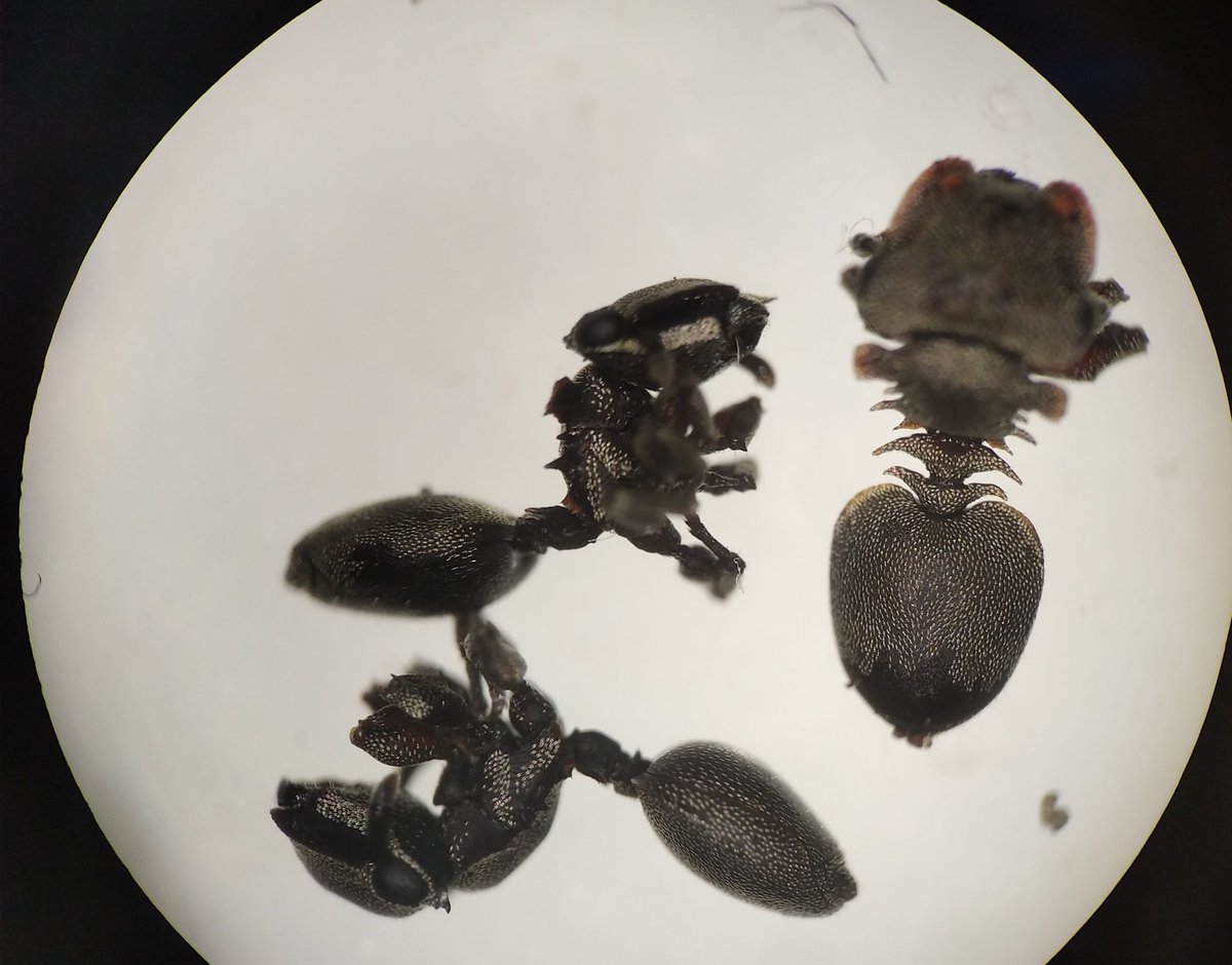 AntNitta's tweet photo. I think they are covered in glitter and ready to enjoy the brazilian carnival #cephalotes borgmeieri https://t.co/UAexjyW14F