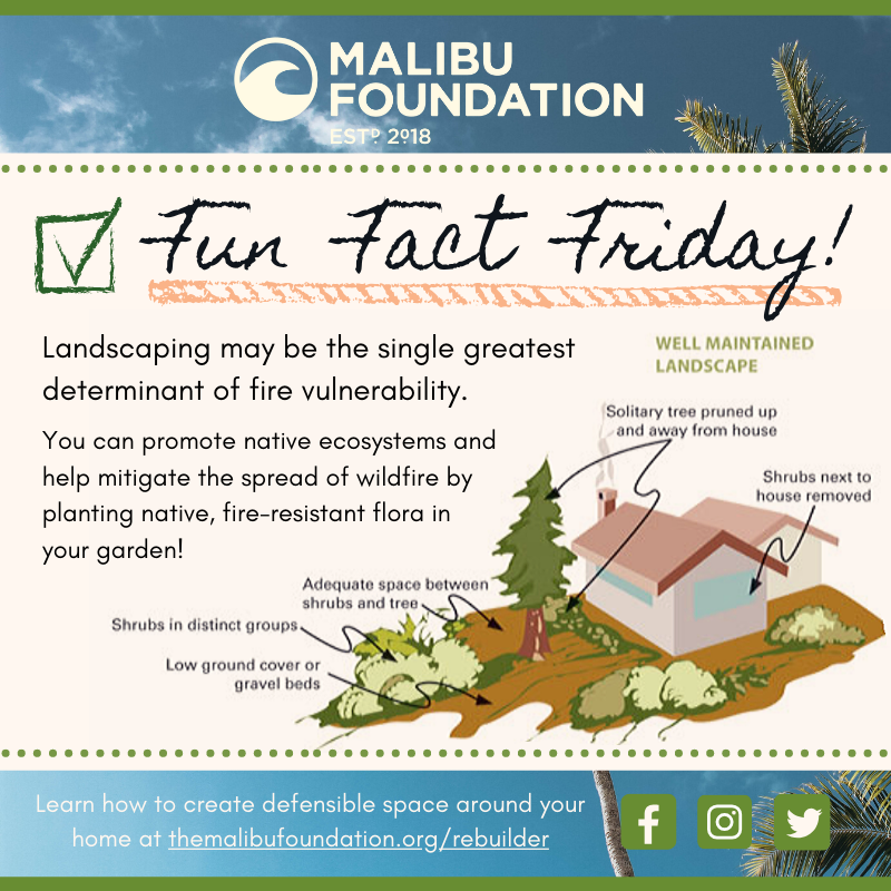 Malibu Foundation tweet media