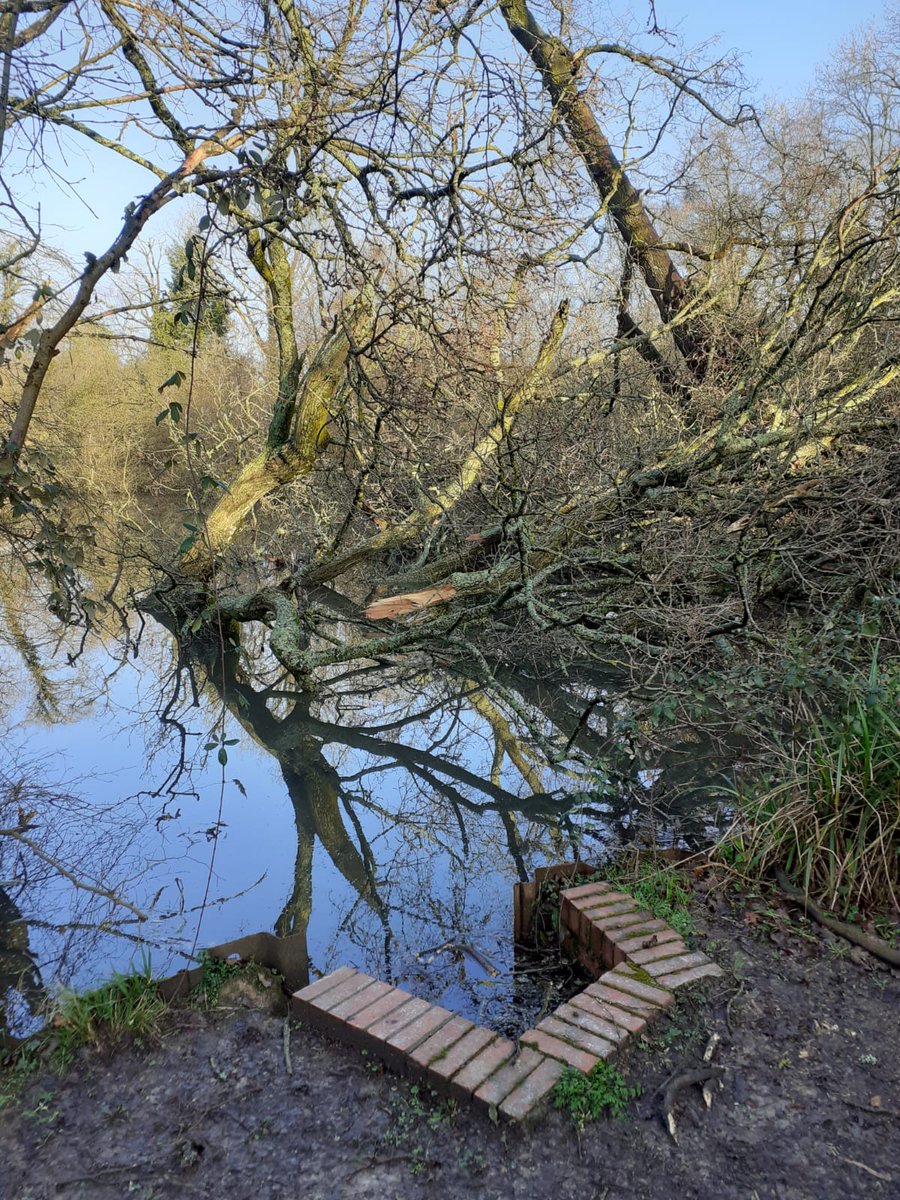eginbloom's tweet photo. Sad to see a tree down at Hurst Farm Pond after Storm Kiera. Hopefully this will be cleared soon. Please get in touch if you'd like to join our volunteer team at the pond! https://t.co/IGmAg0e4Kv