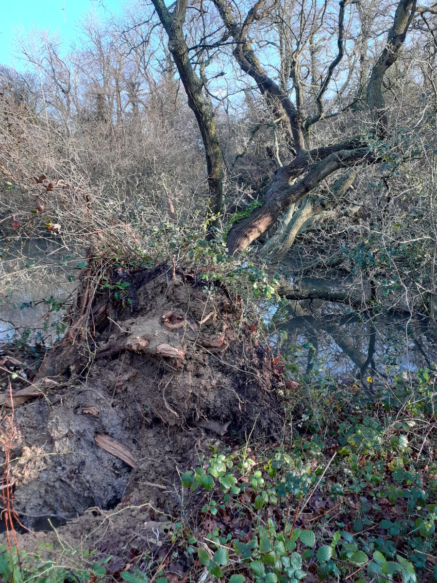 Sad to see a tree down at Hurst Farm Pond after Storm Kiera. Hopefully this will be cleared soon. Please get in touch if you'd like to join our volunteer team at the pond!