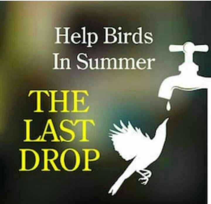 RamtekeSawan's tweet photo. #save_bird #save_creature ✌️ https://t.co/TuQwUPEkgY