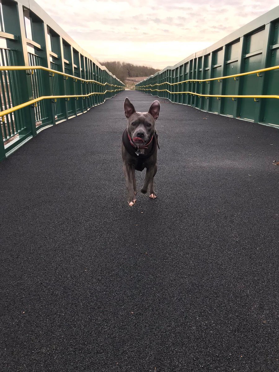 Ramplingx's tweet photo. @Crufts our happy Staffordshire bull terrier Ivy #crufts2020 https://t.co/EpMBHlMktK