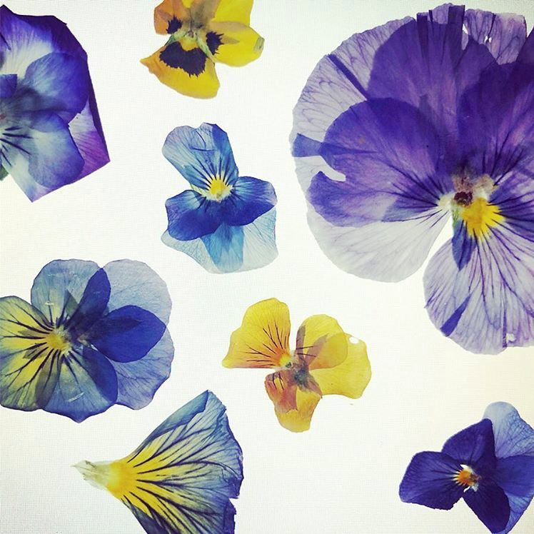 Colorful flowers can brighten up even the darkest of days.