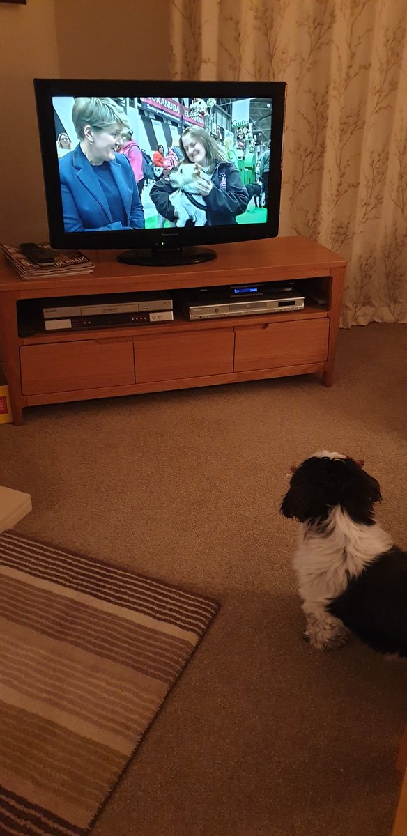 My little Alfie is enjoying Crufts 🥰🐶

Glued to the screen, wagging his tail with his toy giraffe in his mouth 😍

Dogs are just THE BEST!

#Crufts #crufts2020