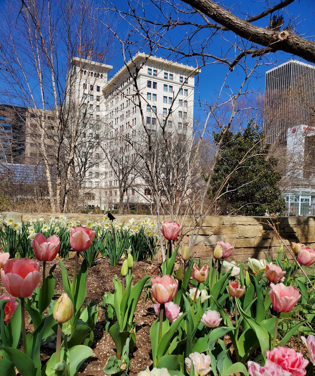 myriadgardens's tweet image. Happy spring-ish @ColcordHotel ! Looking good! #myriadblooms