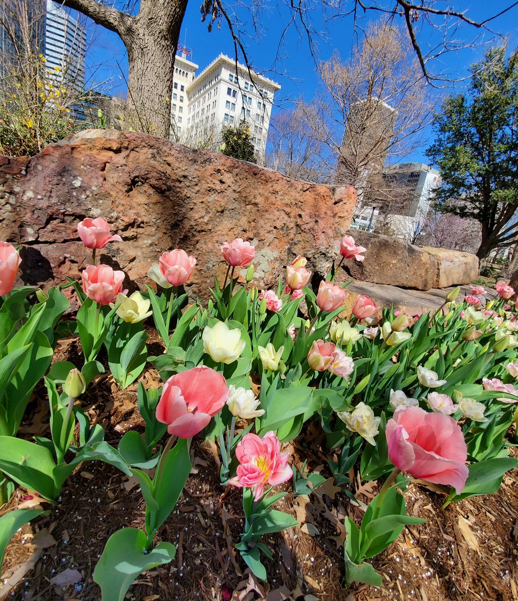 myriadgardens's tweet image. Happy spring-ish @ColcordHotel ! Looking good! #myriadblooms