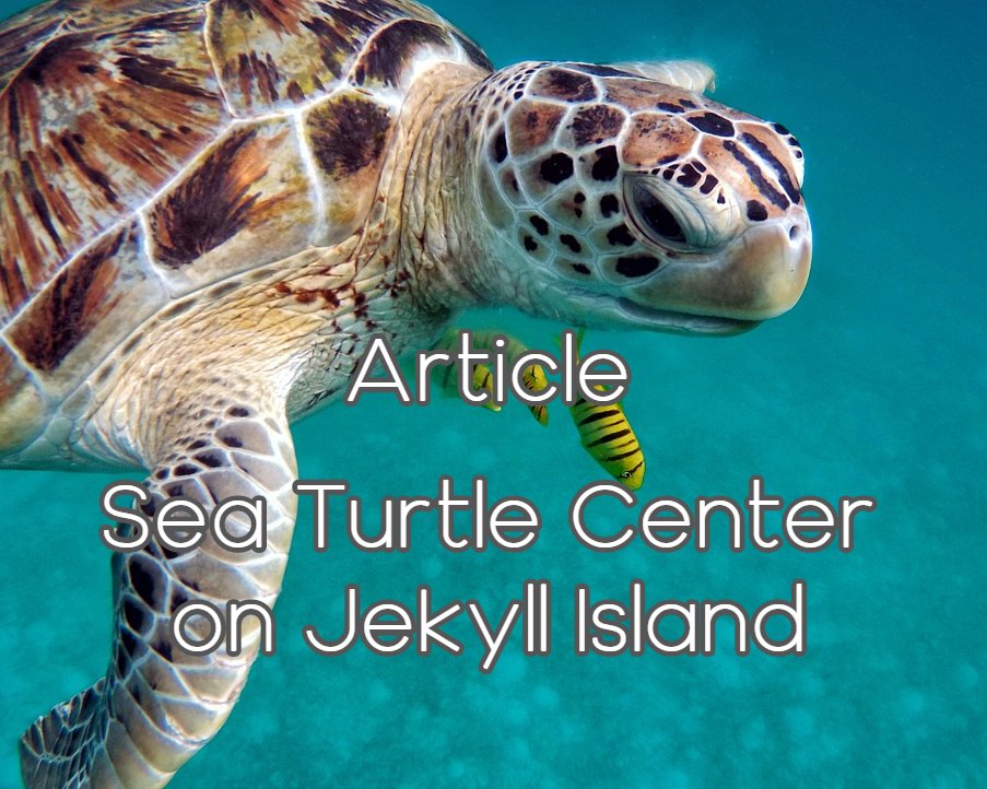 St_SimonsIsland's tweet image. Every Day Is Reason to “Shell-e-brate” at the Georgia Sea Turtle Center on Jekyll Island! Through sea turtle rehabilitation, research and education programs, the Georgia Sea Turtle Center will... Con't &amp;gt;&amp;gt; ow.ly/GHjQ50yFem8 | #SSI #StSimonsIsland